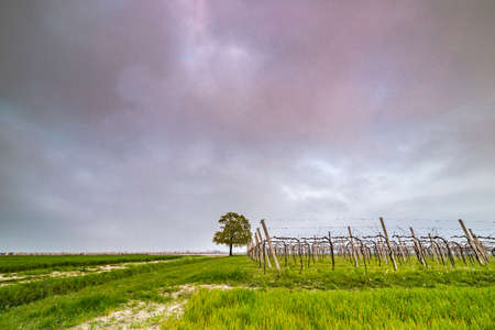 isolated tree in the Italian countrysideの写真素材