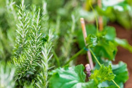 detail of crops in the home gardenの写真素材