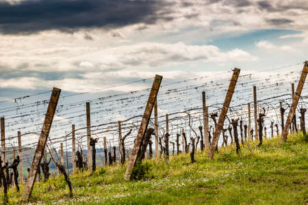 Leafless vineyards in rows in Italyの写真素材