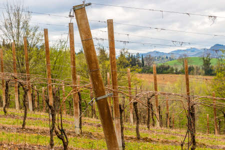 Leafless vineyards in rows that are directed toward the infinite horizonの写真素材