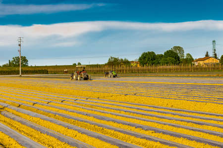 tractors working on the plowed fields in the process of preparation for irrigation