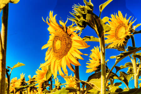 sunflower fields - the arrival of summer is announced by the bright yellow of Helianthus annuus,flower symbol of sun and heatの写真素材