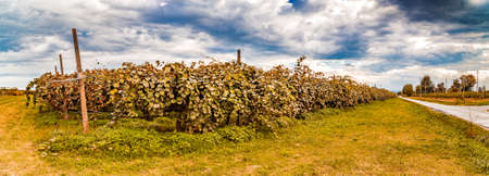 cultivation of kiwi plants arranged in rowsの写真素材