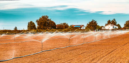 Irrigation of plowed and sown agricultural field with sprinklers