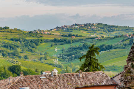 the relaxing view of the fields of olive trees and peach trees of the hilly countryside of Emilia Romagna in Italyの写真素材