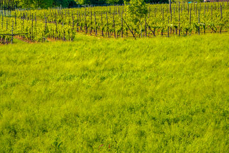 cultivated field in the countryside of Romagna in Italyの写真素材