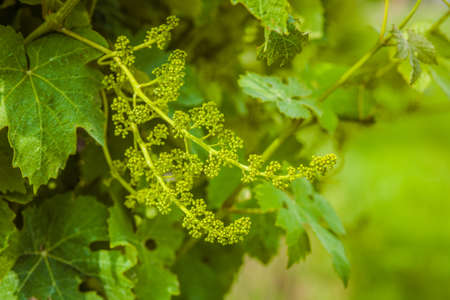 detail of unripe grapesの写真素材