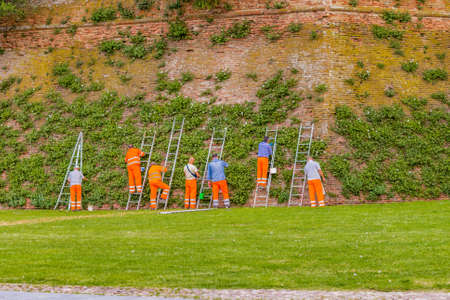 City workers in signaling clothing while collecting capers from climbing plants along the medieval walls of the town hallの写真素材
