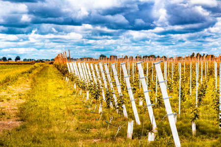 fields and orchards under a cloudy sky in Emilia Romagnaの写真素材