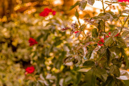 bush of red roses in a gardenの写真素材