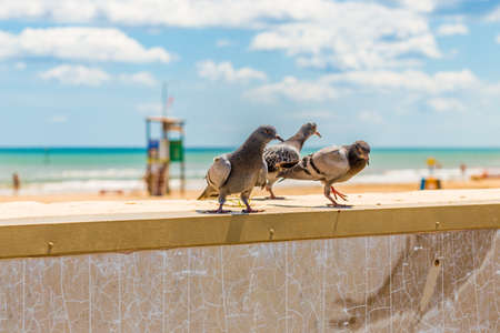pigeons on a parapet in front of the beachの写真素材