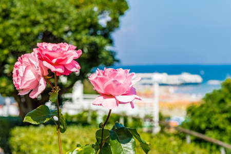 close detail of pink roses in the background of a holiday seaside resortの写真素材