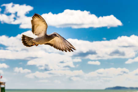flying pigeon with sea and sky in the backgroundの写真素材
