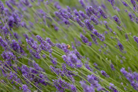 busy bees pollinate the flowers of a lavender field