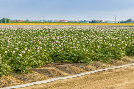 potato fields in bloomの写真素材