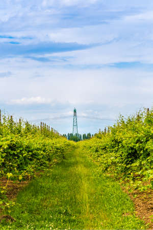 pylon for the distribution of electricity in high voltage in vineyards fieldの写真素材