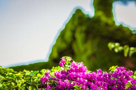 fuchsia and purple bracts of bougainvillea glabra