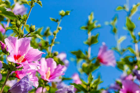 details of pink hibiscus flowersの写真素材