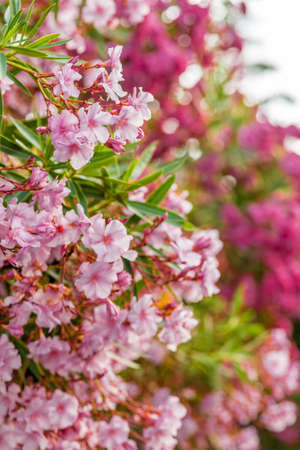 red and pink oleander flowersの写真素材