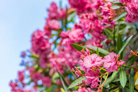 red and pink oleander flowersの写真素材