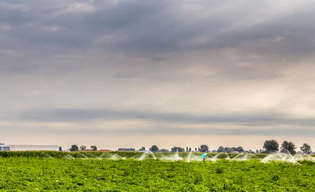 a farmer is protecting himself from water with a blue umbrella to not get wet  while inspecting the sprinklers running in a green cultivated field  while a plantation of sunflowers is on backgroundの写真素材