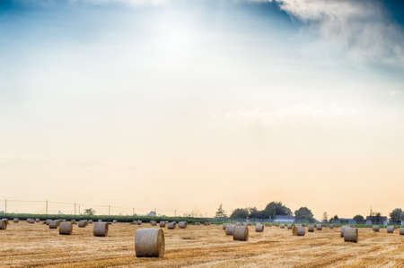 field with hay bales