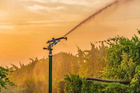 sunset on sprinkler irrigating fields