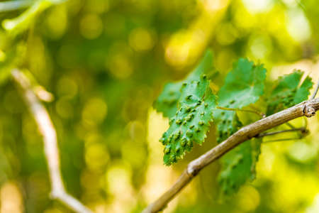 the vine leaves attacked by mildew present themselves full of bumpsの写真素材