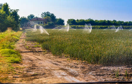 Sprinklers irrigating cultivated green fieldsの写真素材