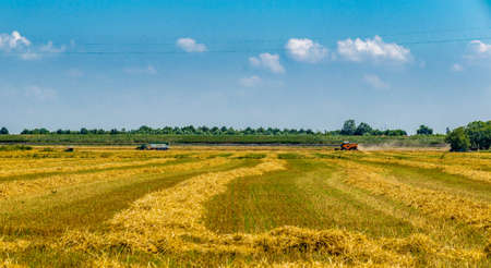 threshing machine in action in a field of wheat makes the harvest on a hot summer day, the harvester is in the backgroundの写真素材