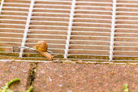 snail with shell Creeping over an urban lattice near electric cable