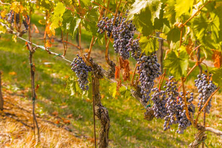 black grapes in a vineyard in autumn