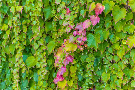 leaves of Virginia Creeperの写真素材