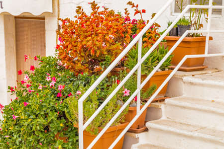 pots of flowers on a staircaseの写真素材
