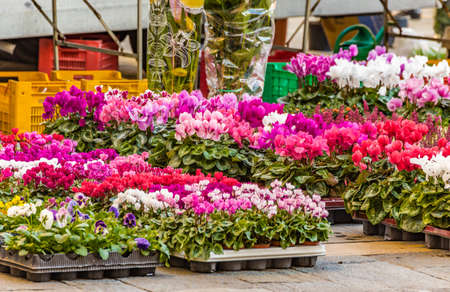 flowers and cyclamen for saleの写真素材