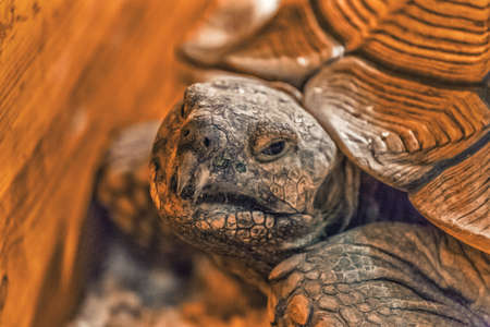 Portrait of turtle headの写真素材