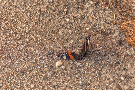 Butterfly with broken wings corpse lying on the pavementの写真素材