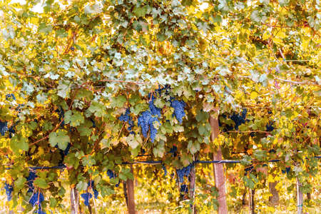 vines of black grapes in Autumnの写真素材
