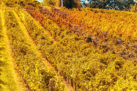 landscape of vineyards with green, yellow and red leaves in Autumnの写真素材