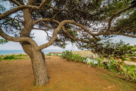 pine forest on the coast of Puglia in Italyの写真素材