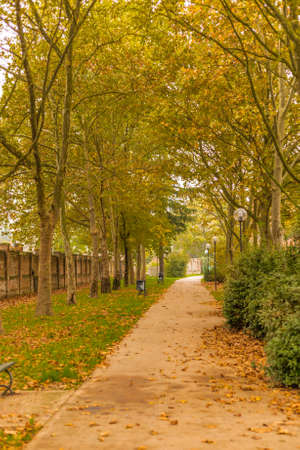 Road into a public park inautumnの写真素材