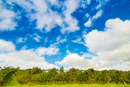 vineyards on the hills around Bologna in Italyの写真素材