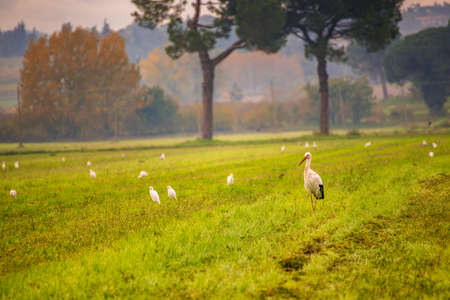 standing storks in autumn countrysideの写真素材