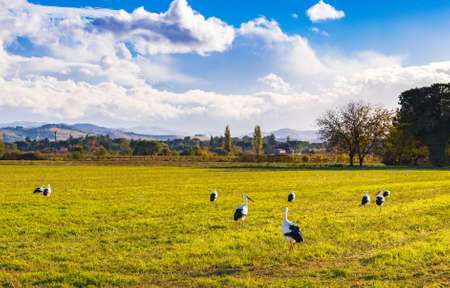 standing storks in autumn countrysideの写真素材