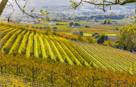 orchards in the fall in the hills