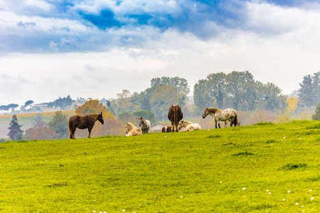 horses in the wild in the countrysideの写真素材