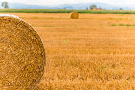 hay bales on fields