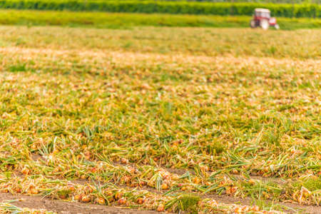 unearthed plants of onions in fieldsの写真素材