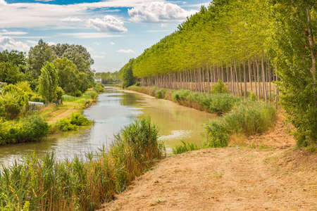 river running trough rows of green treesの写真素材