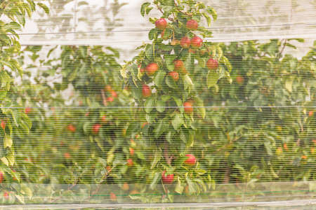 Red ripe apples on a tree covered with protective net against hail and birdsの写真素材